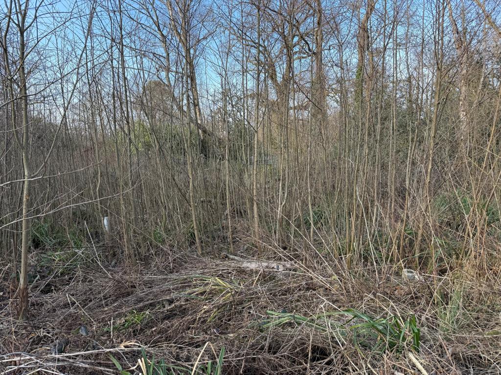 Lot: 67 - LAND WITH PLANNING FOR DETACHED DWELLING - Over grown plot with shrubs